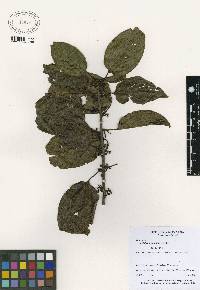 Image of Colubrina glandulosa