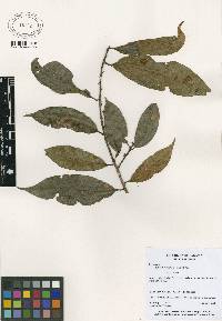 Image of Pouteria reticulata