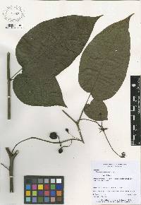 Image of Solanum circinatum