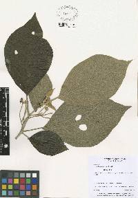 Image of Solanum hayesii