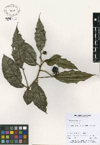 Image of Solanum lanceifolium