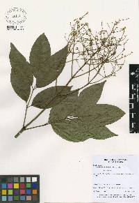 Image of Staphylea occidentalis