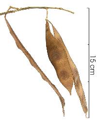 Acacia hayesii image