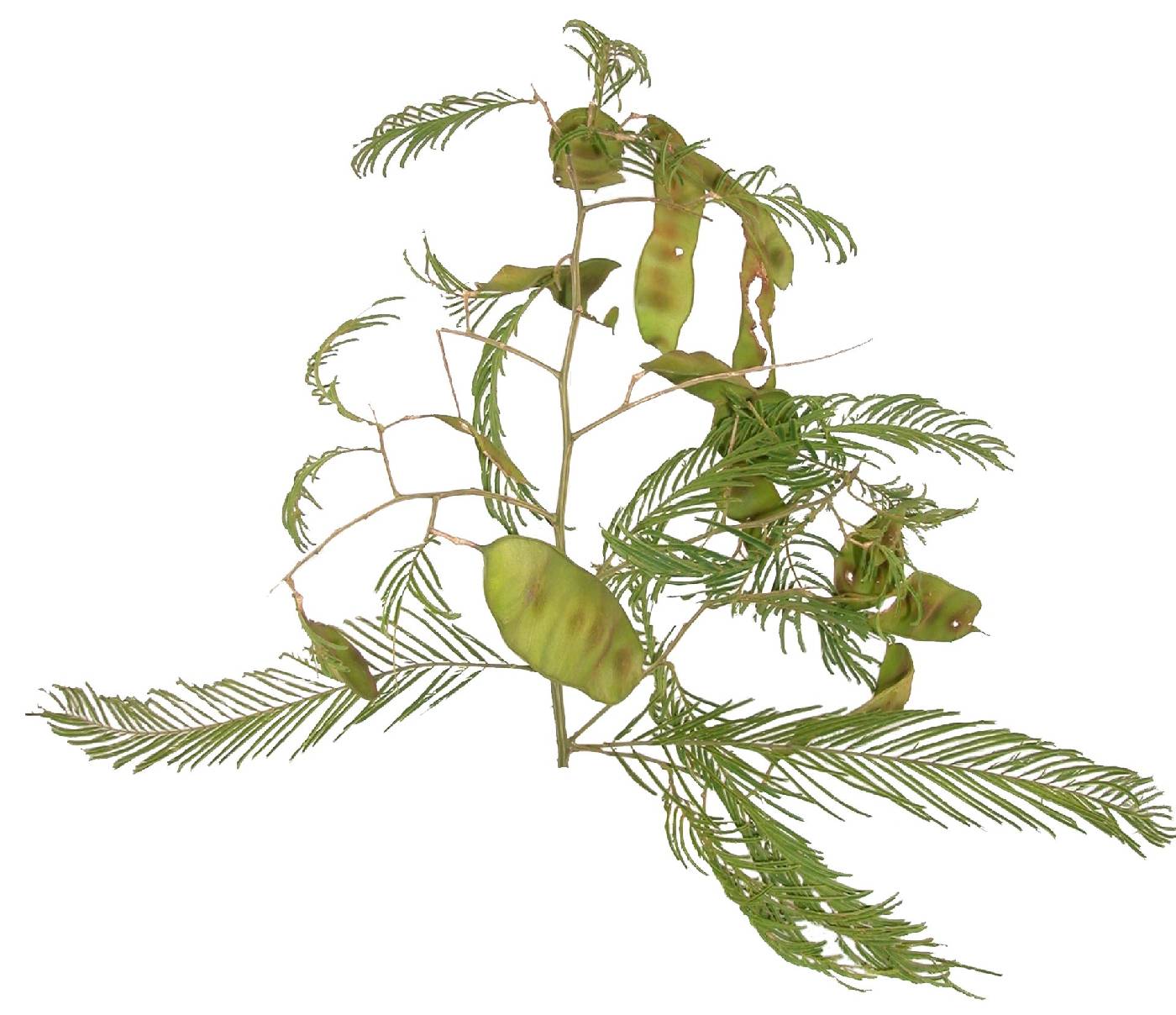 Acacia tenuifolia image