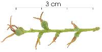 Alchornea costaricensis image