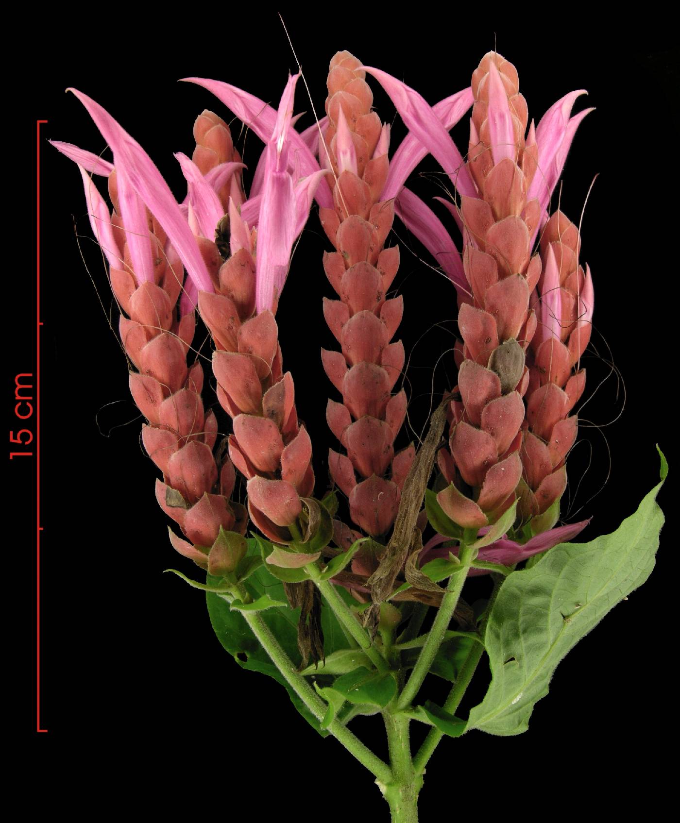 Aphelandra image