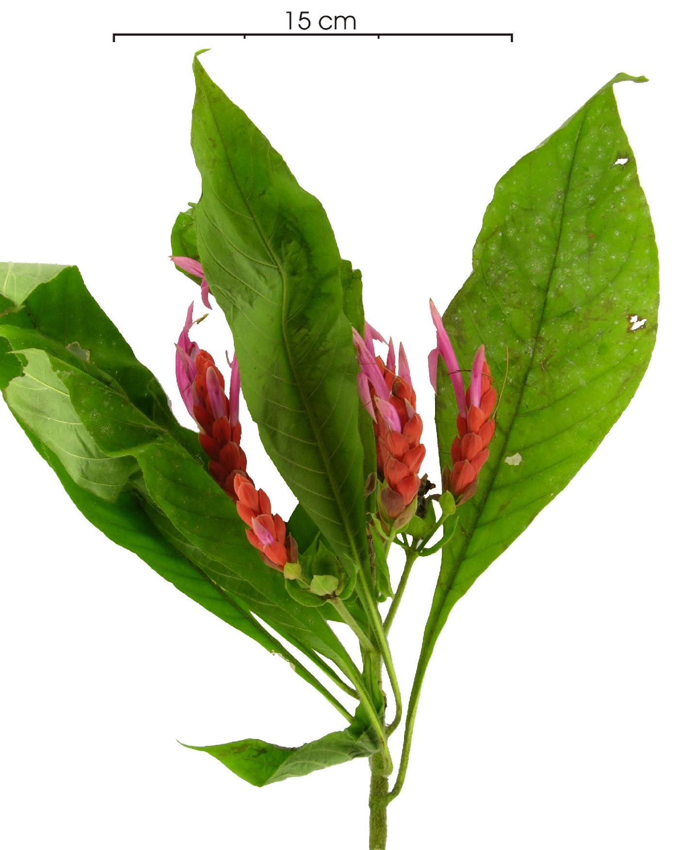 Aphelandra sinclairiana image