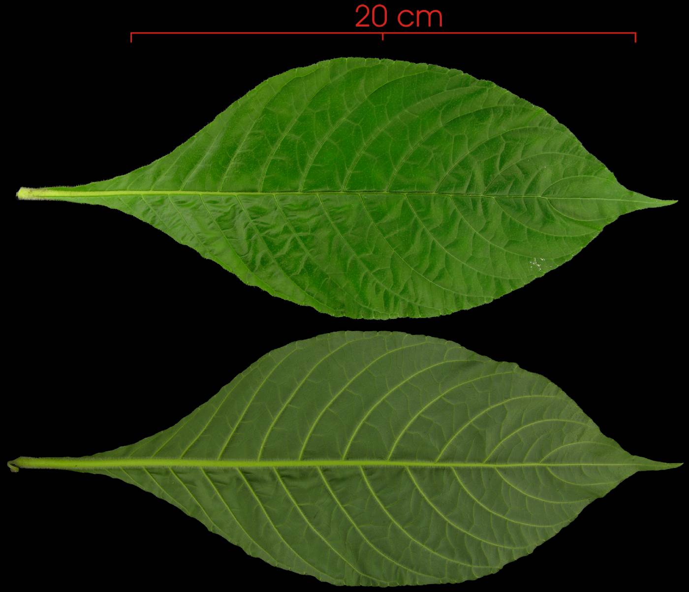 Aphelandra sinclairiana image