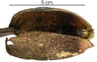 Image of Aristolochia chapmaniana