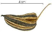 Aristolochia inflata image