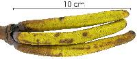 Cecropia insignis image