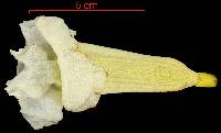 Ceratophytum tetragonolobum image