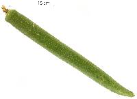 Ceratophytum tetragonolobum image
