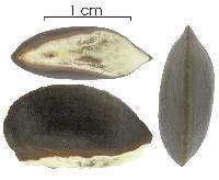 Chrysophyllum cainito image