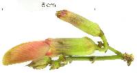 Clitoria javitensis image