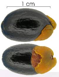 Cnestidium rufescens image