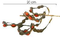 Erythrina costaricensis image