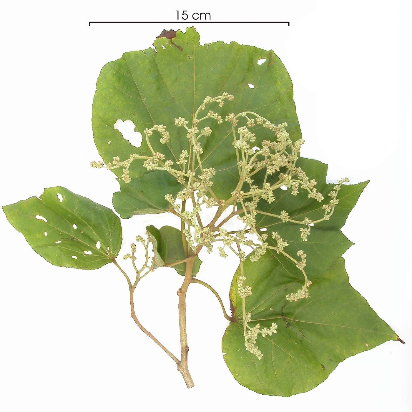 Heliocarpus americanus image