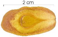 Lafoensia punicifolia image