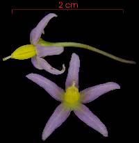Lycianthes maxonii image