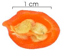 Lycianthes maxonii image