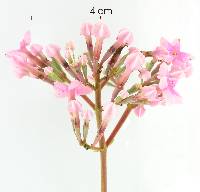 Macrocnemum roseum image