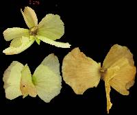 Adelphia hiraea image