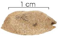 Mendoncia gracilis image
