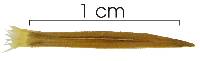 Mesechites trifidus image