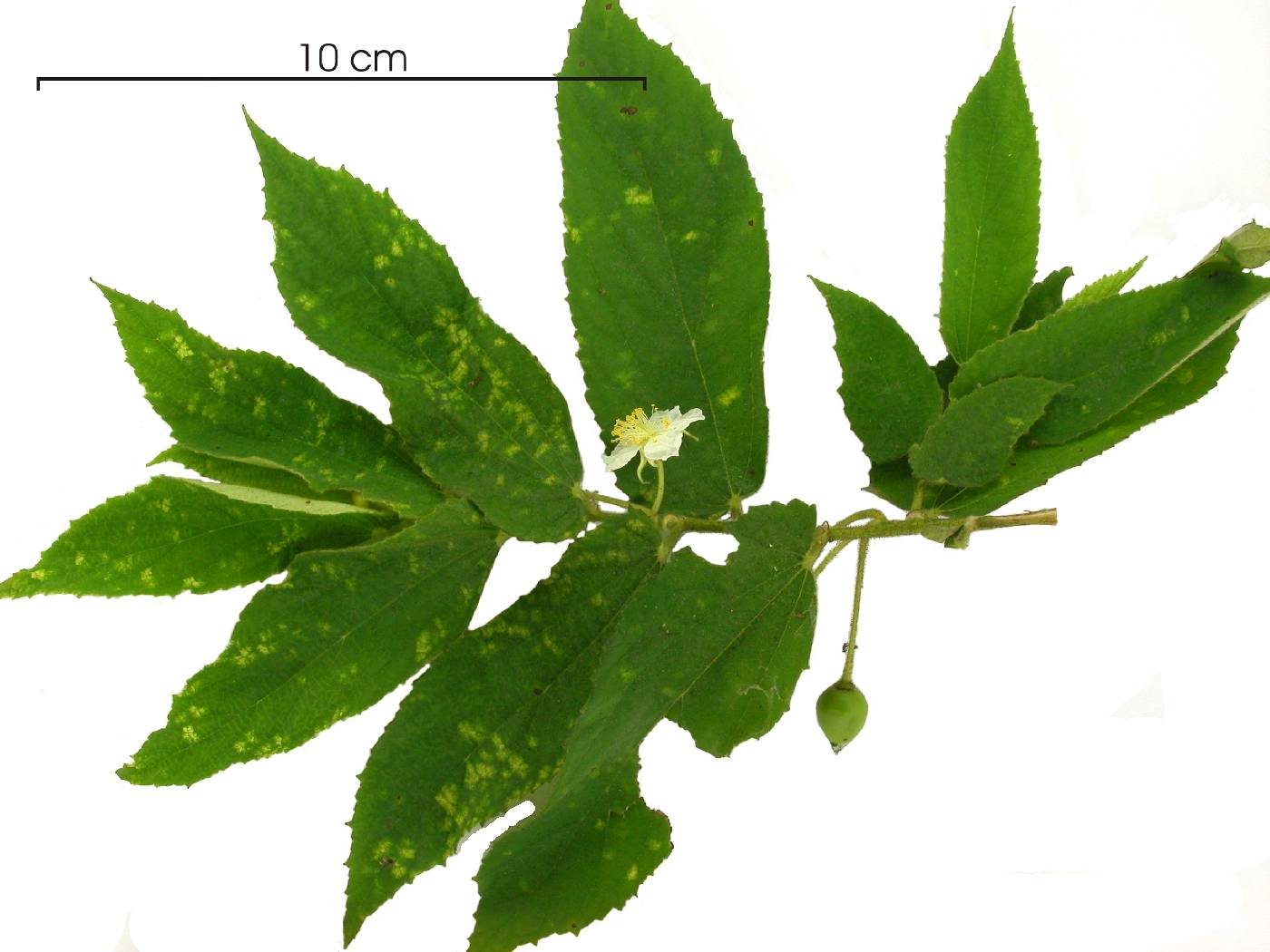 Muntingiaceae image