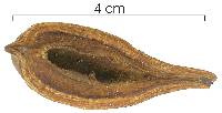 Paullinia bracteosa image