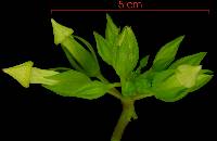 Prestonia trifida image