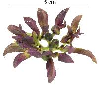 Psychotria suerrensis image