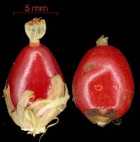 Psychotria chagrensis image