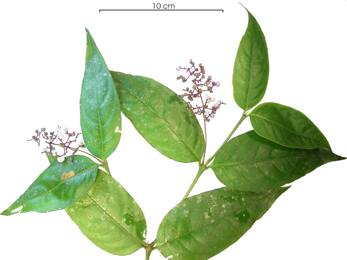 Psychotria deflexa image