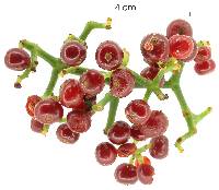 Psychotria limonensis image