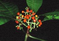 Psychotria limonensis image