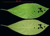 Psychotria limonensis image