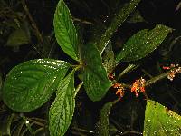 Image of Besleria notabilis