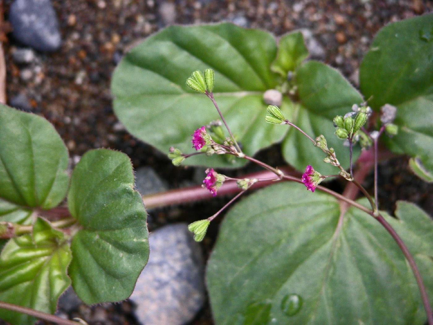 Boerhavia coccinea image