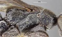 Notoplaniceps innotatus image