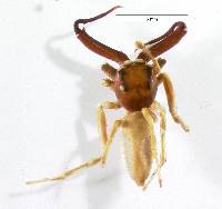 Image of Cobanus mandibularis