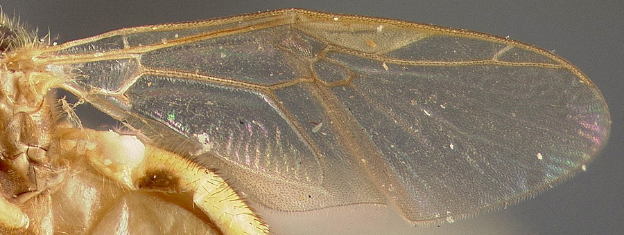 Microchrysa bicolor image