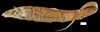 Halosauridae image