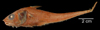 Coryphaenoides image