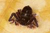 Ricinoididae image