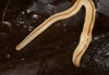 Geonemertes pelaensis image