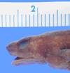 Atelopus chiriquiensis image