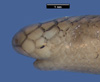 Anomalepis image