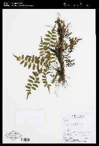 Asplenium auriculatum image